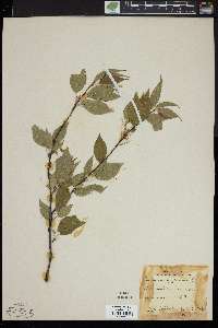 Prunus pensylvanica image