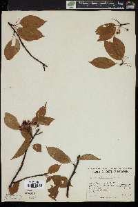 Prunus pensylvanica image