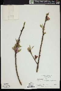 Prunus persica image