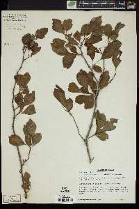 Crataegus viridis image