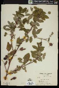 Rosa acicularis image