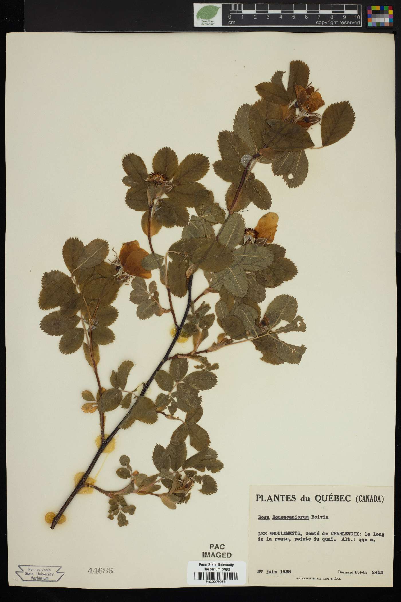 Rosa rousseauiorum image