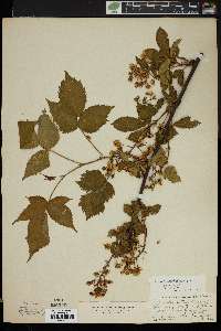 Rubus canadensis image