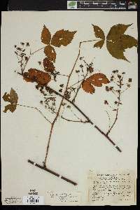 Rubus canadensis image