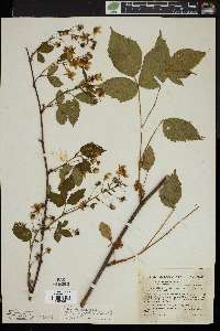 Rubus canadensis image