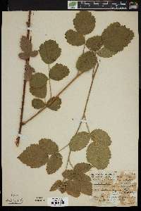 Rubus eastwoodianus image