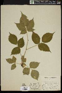 Rubus elegantulus image