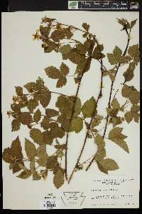 Rubus flagellaris image