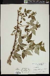 Rubus occidentalis image