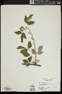 Rubus occidentalis image