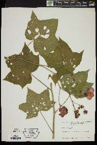 Rubus odoratus image