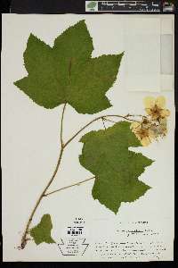 Rubus parviflorus image