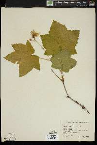 Rubus parviflorus image