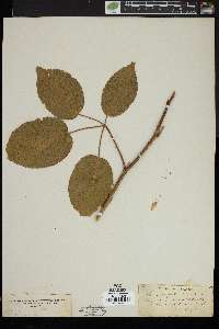 Rubus × pergratus image