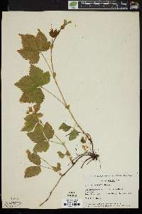 Rubus pubescens image