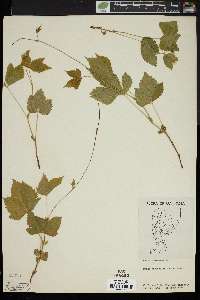 Rubus pubescens image