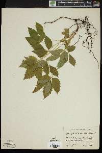 Rubus pubescens image