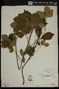 Rubus trifrons image