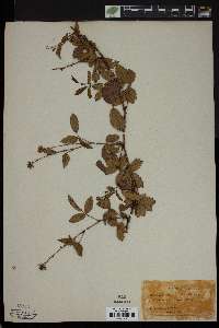 Rubus trivialis image