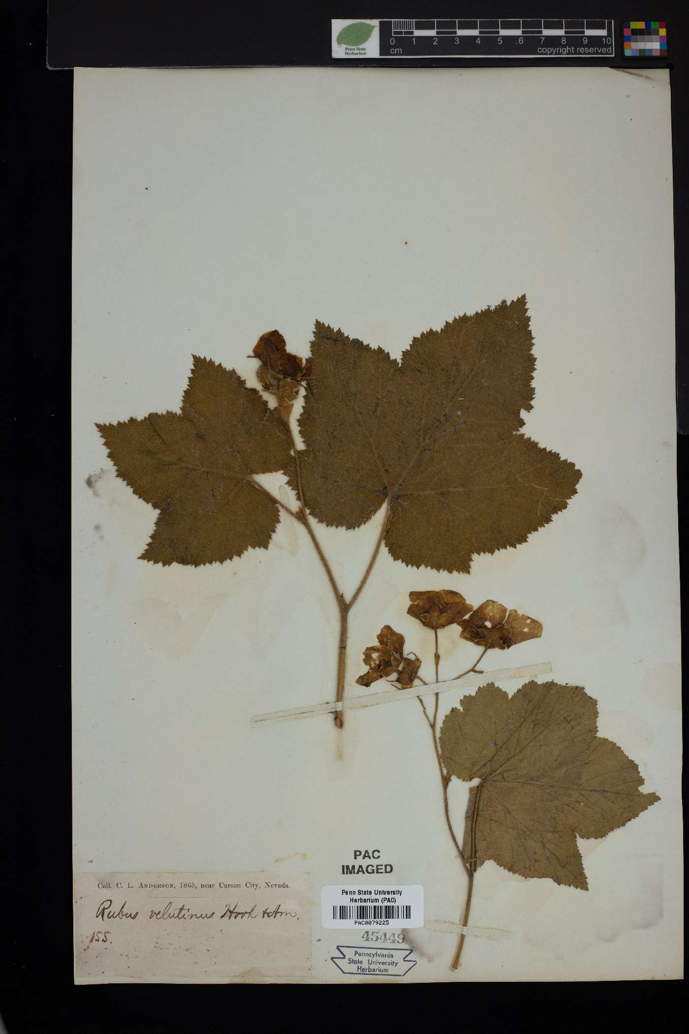 Rubus velutinus image