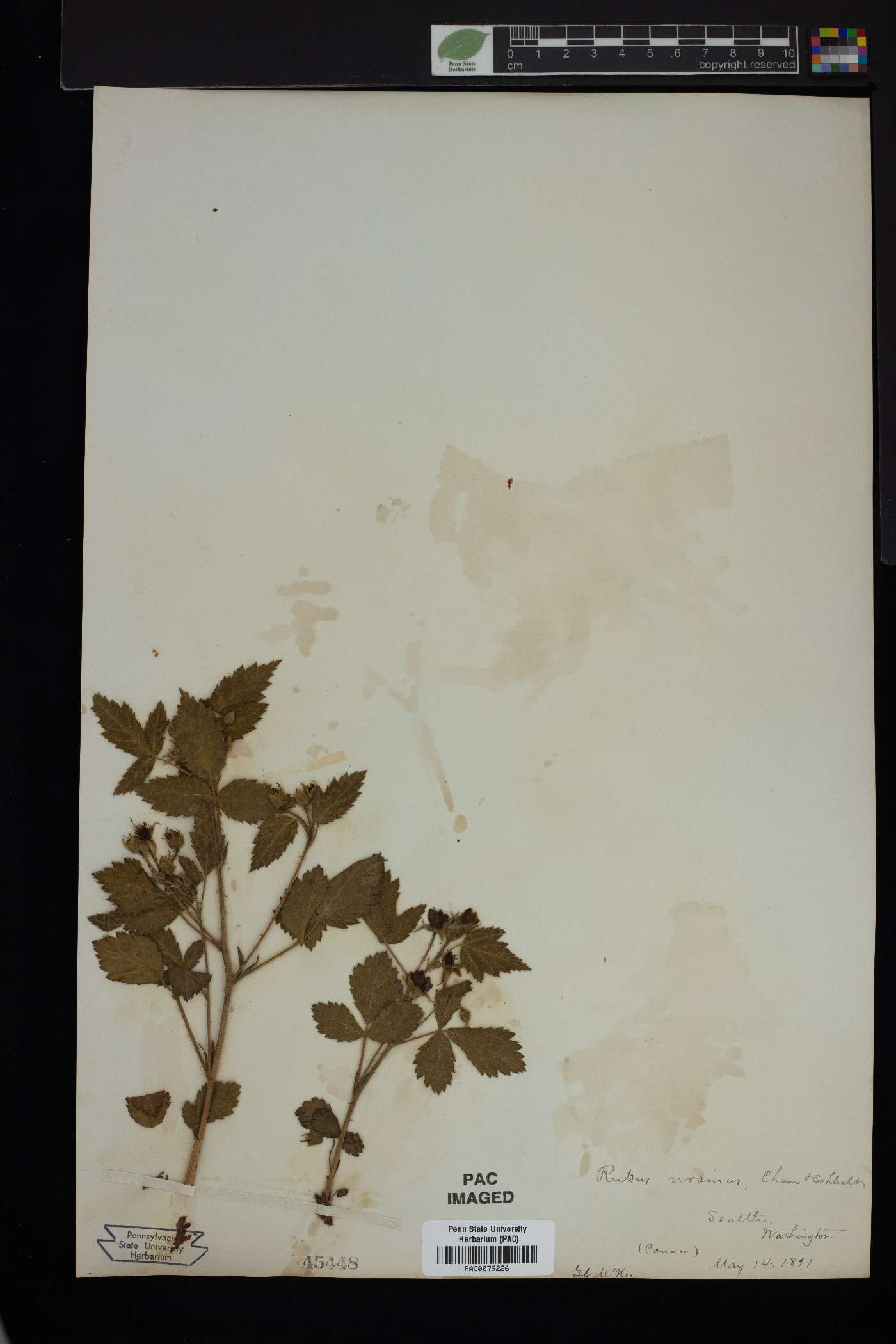 Rubus ursinus image