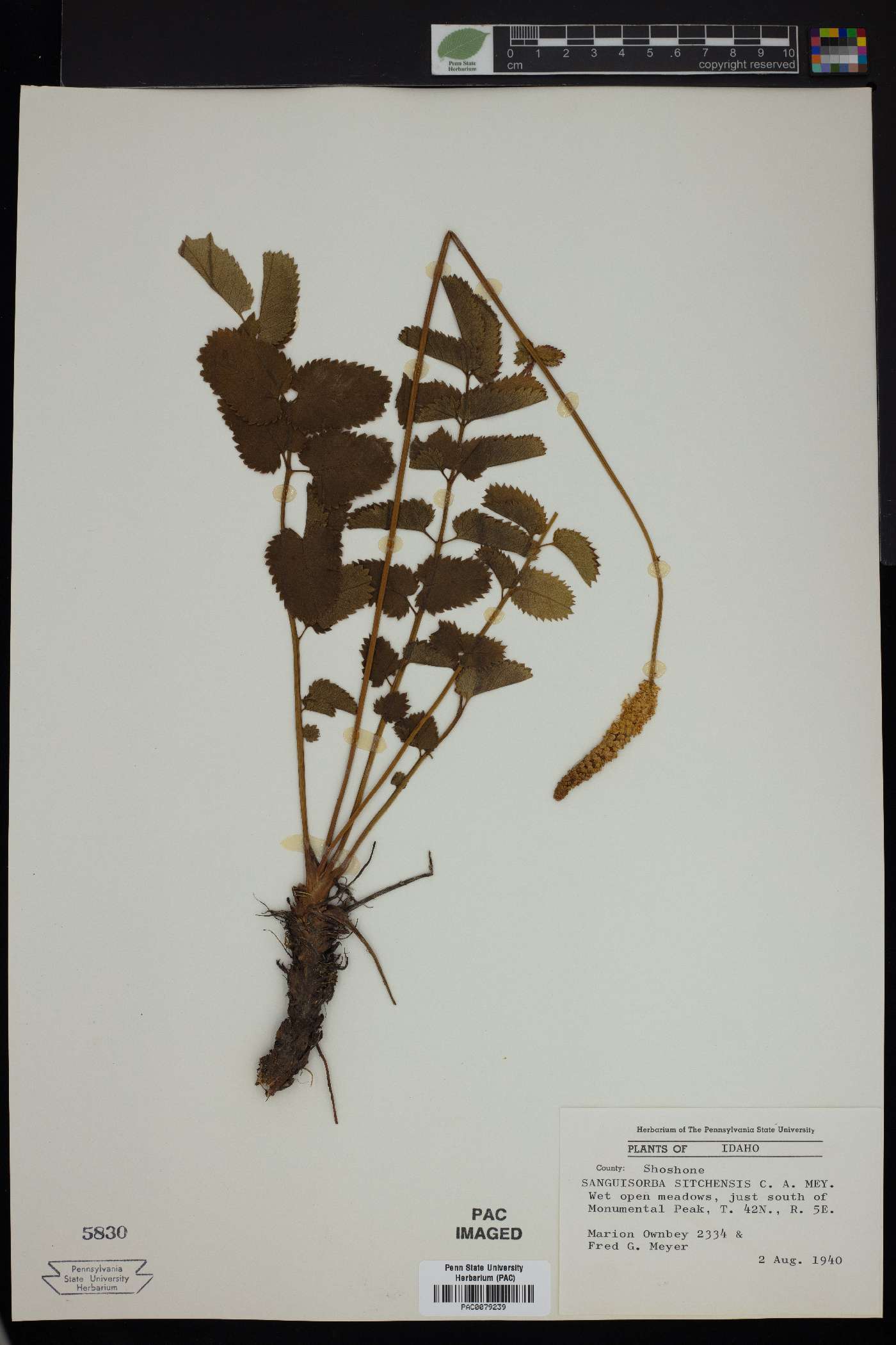 Sanguisorba sitchensis image