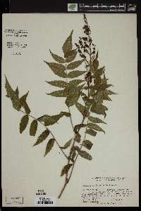 Sorbaria sorbifolia image