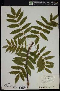 Sorbus americana image