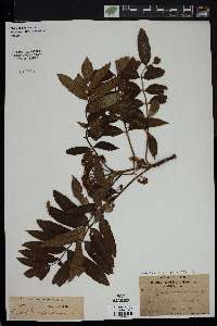 Sorbus americana image