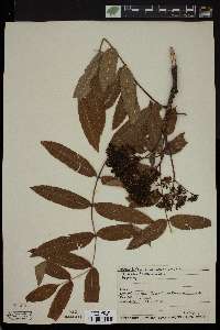 Sorbus americana image