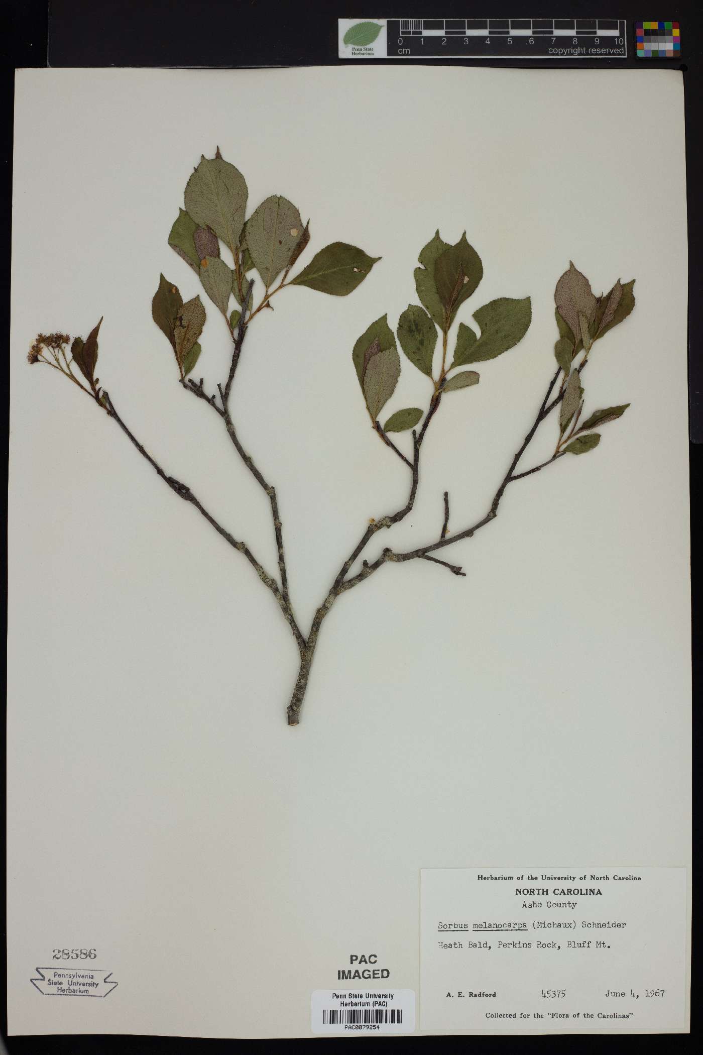 Sorbus melanocarpa image