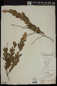 Spiraea alba image