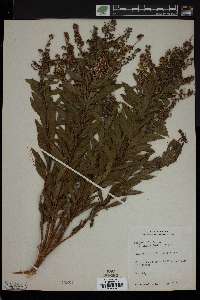 Spiraea alba image