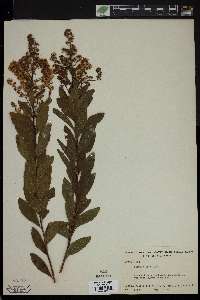 Spiraea alba image