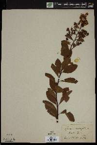 Spiraea salicifolia image