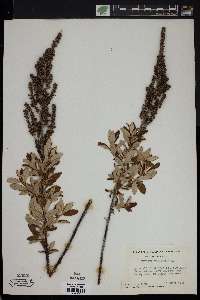 Spiraea tomentosa image