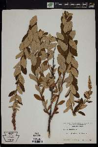 Spiraea tomentosa image