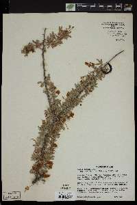 Acacia greggii image