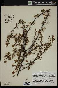 Acacia pinetorum image