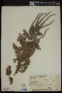 Amorpha canescens image