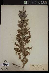 Amorpha canescens image