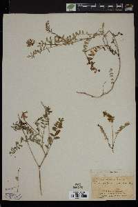 Astragalus alpinus image