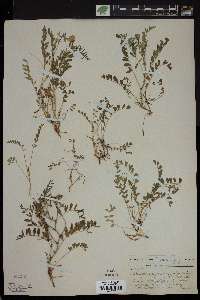 Astragalus alpinus image