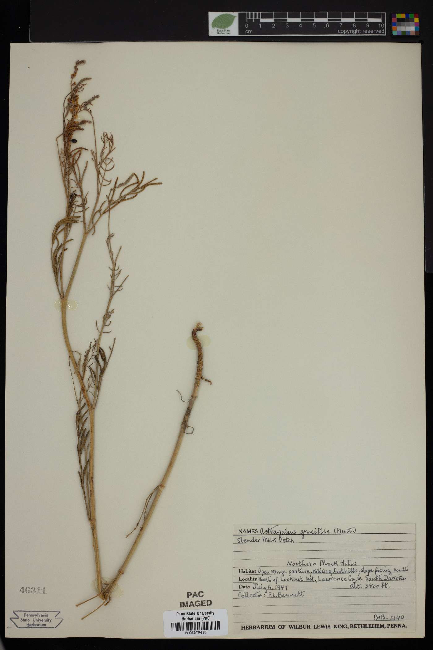 Astragalus gracilis image