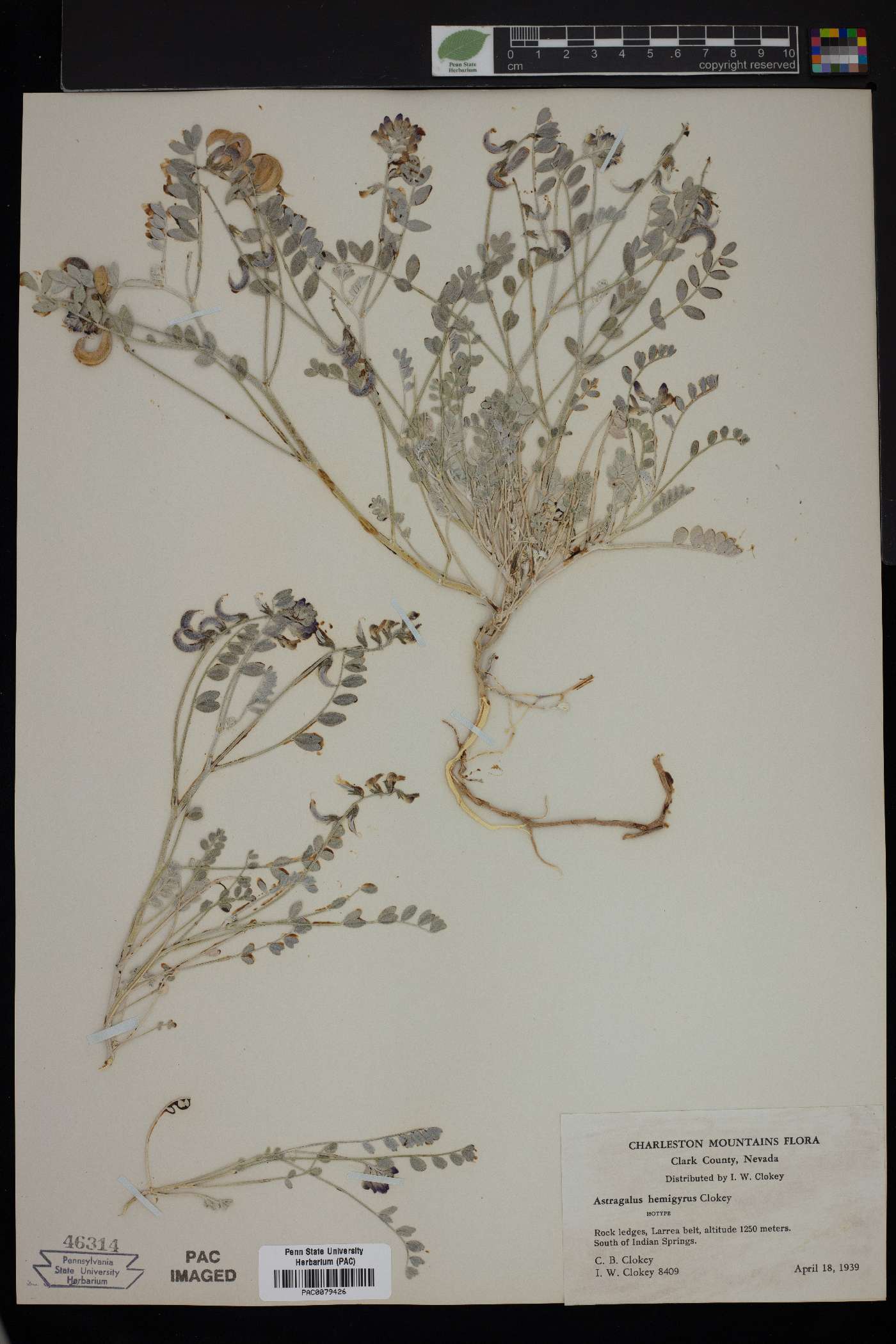 Astragalus hemigyrus image