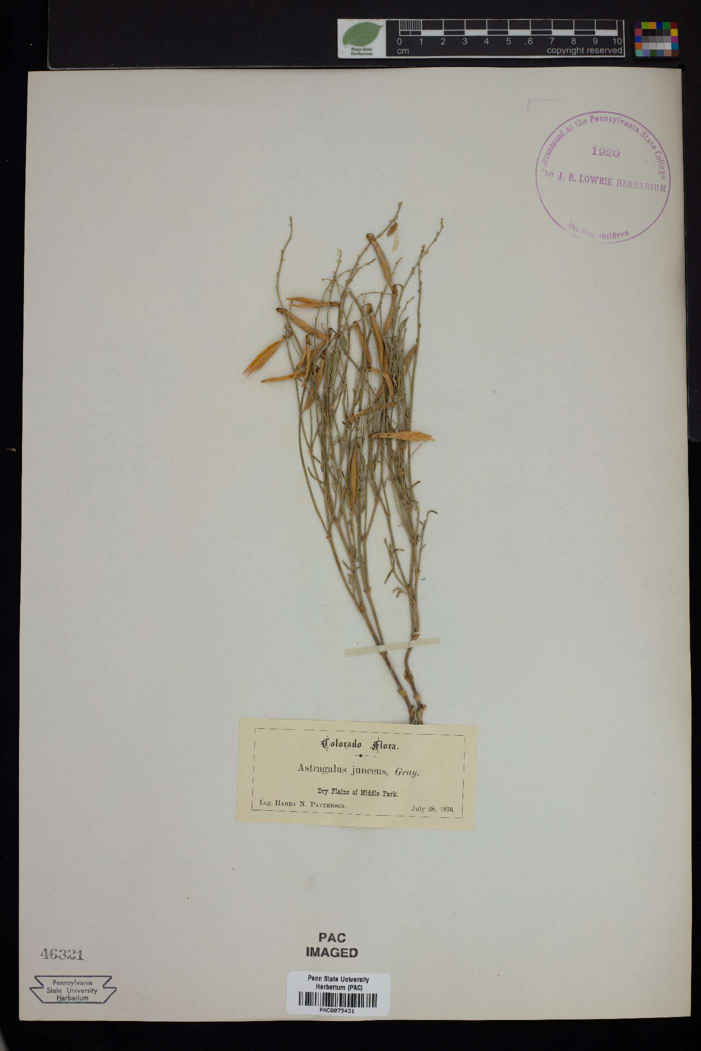 Astragalus junceus image