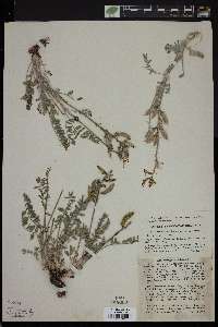 Astragalus minthorniae image