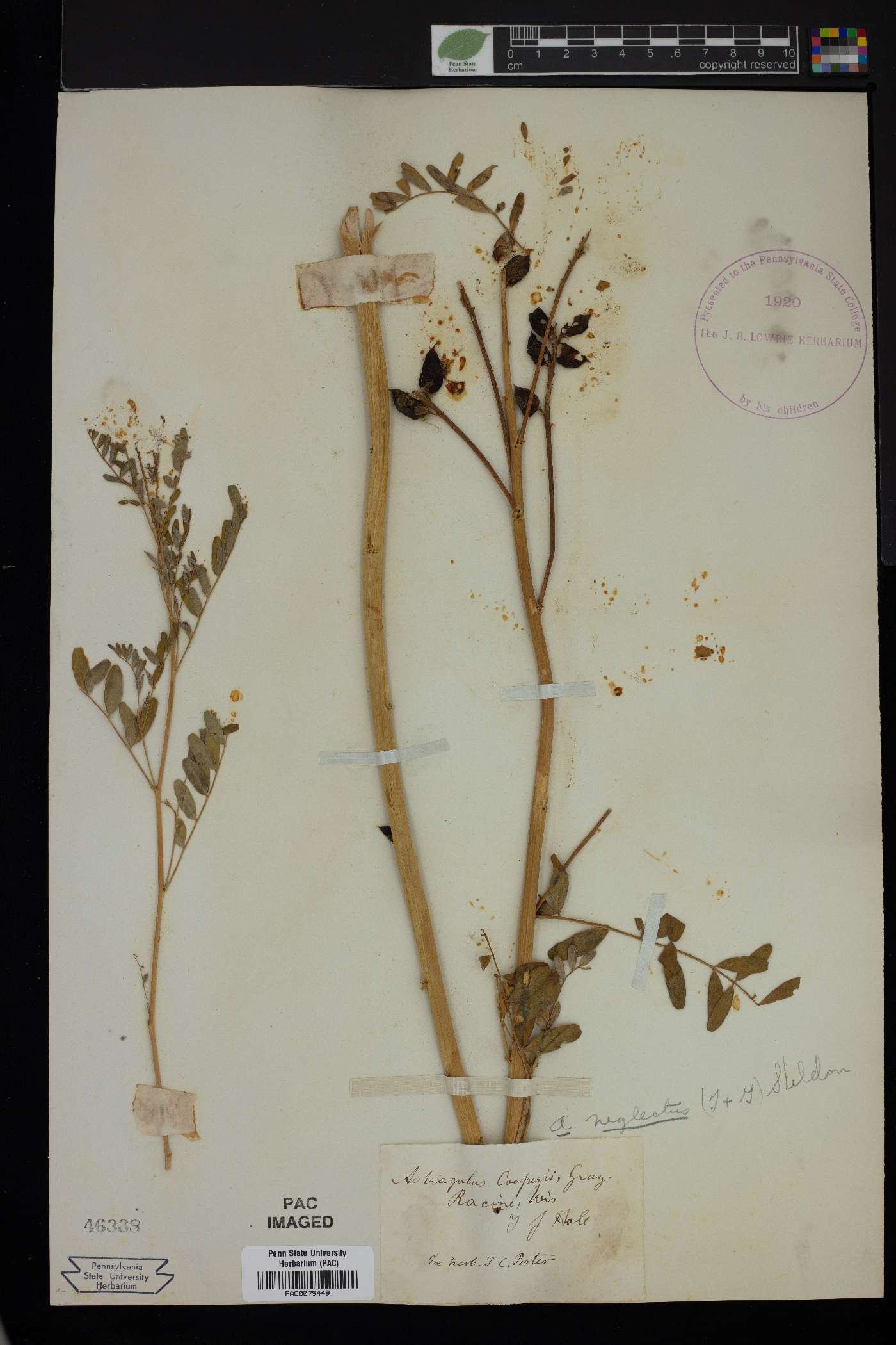 Astragalus cooperi image
