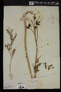 Astragalus cooperi image