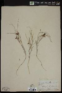 Astragalus filifolius image